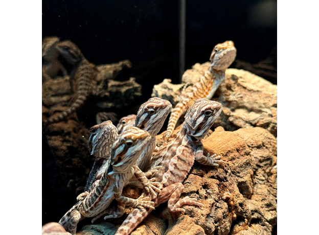 Агама бородатая Leatherback het Hypo  translucent M