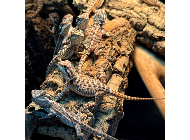 Агама бородатая Leatherback het Hypo  translucent M