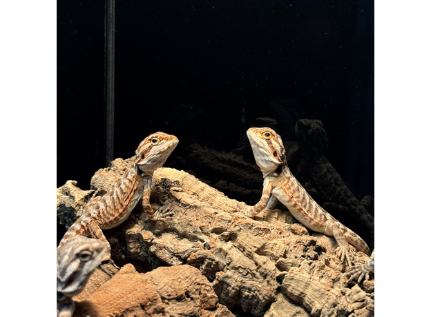 Агама бородатая Leatherback het Hypo  translucent M