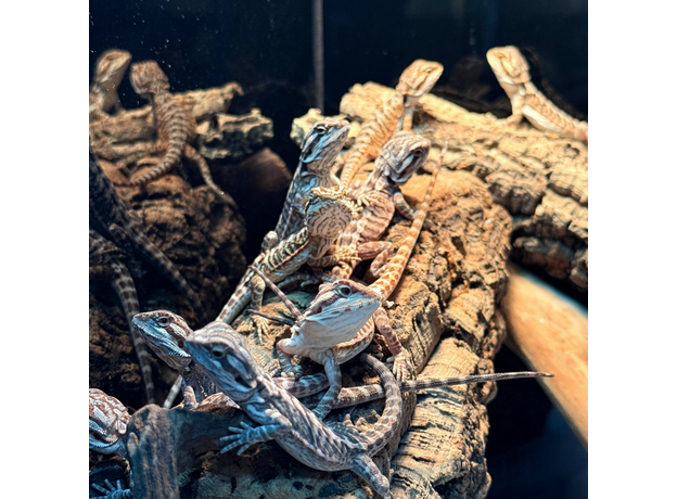 Агама бородатая Leatherback het Hypo  translucent M