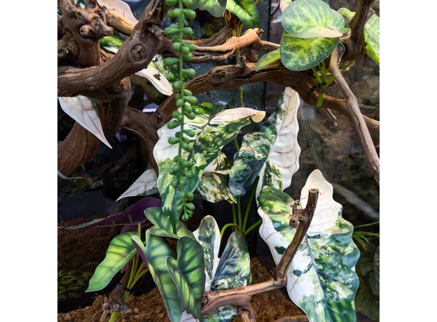 Террариумный комплект "Империал Вайт"