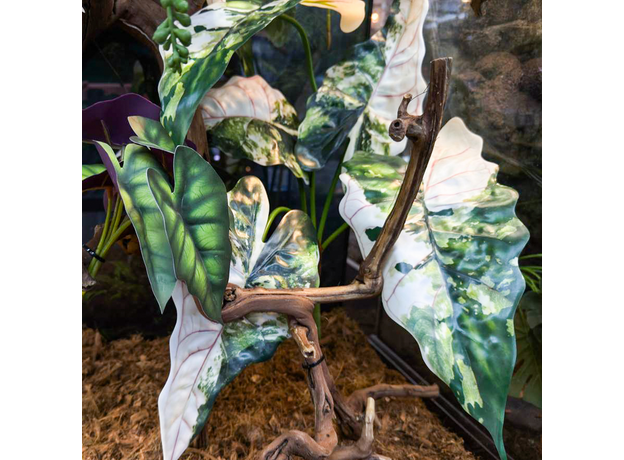 Террариумный комплект "Империал Вайт"