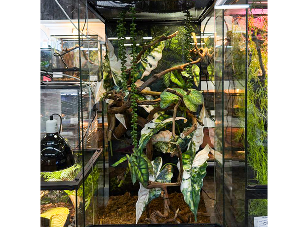 Террариумный комплект "Империал Вайт"