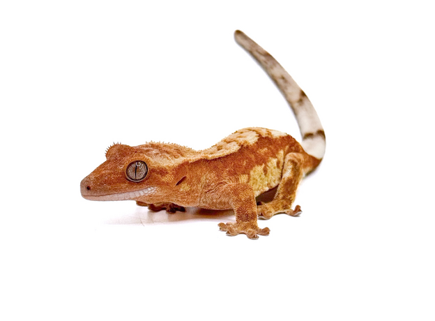 Геккон новокаледонский реснитчатый (бананоед) Red Extrem