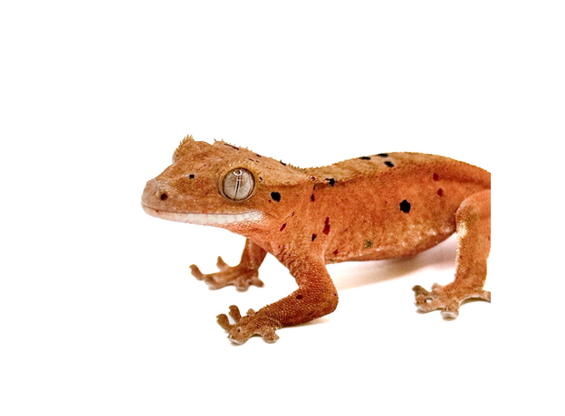 Геккон новокаледонский реснитчатый (бананоед) Red Dalmatian Confetti S