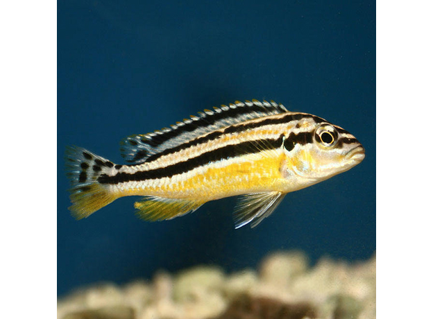 Меланохромис ауратус S (Melanochromis auratus)