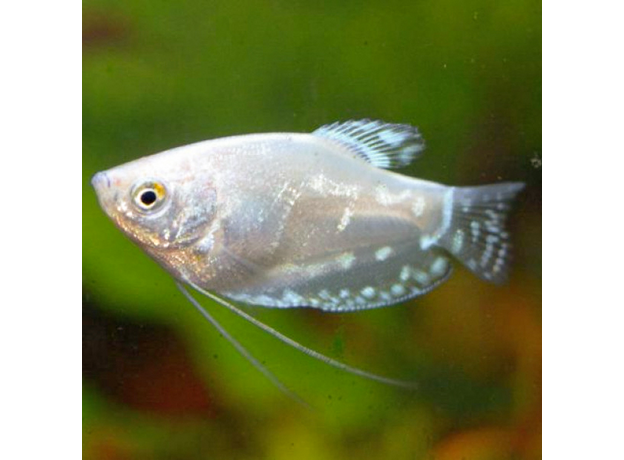Гурами перламутровый ML (Trichopodus trichopterus)