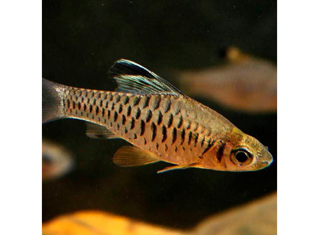 Барбус козуатис высокоплавничный (Oreichthys cosuatis)