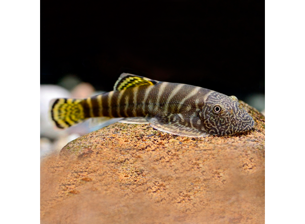 Гастромизон вириозус (Gastromyzon viriosus)