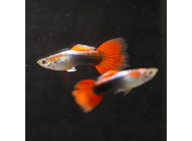 Гуппи Ред Тукседо (самка) (Poecilia reticulata)
