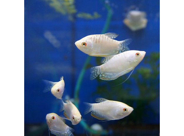 Гурами перламутровый ML (Trichopodus trichopterus)
