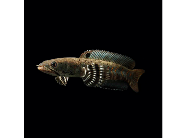 Змееголов пульхера (Channa pulchra)