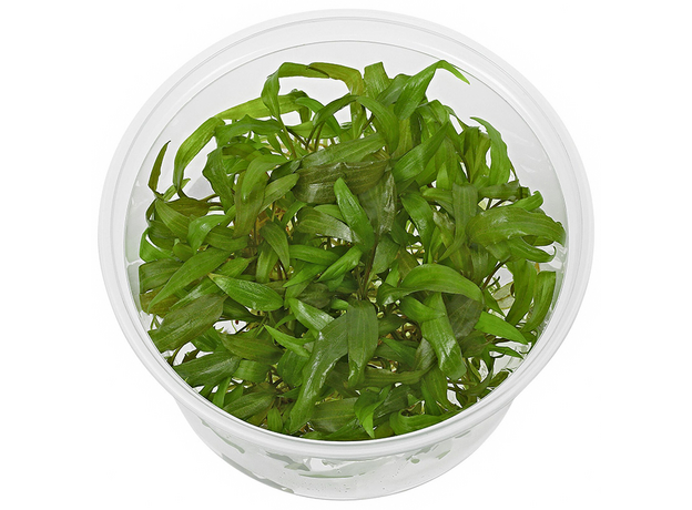 Криптокорина Петча (меристема) (Cryptocoryne petchii) Тайланд