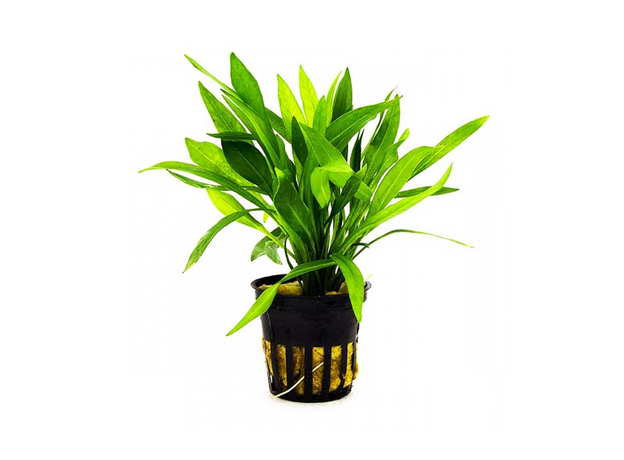 Эхинодорус Ксингу (с грузом) (Echinodorus xingu)