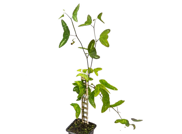 Пассифлора (Passiflora colinvauxii)