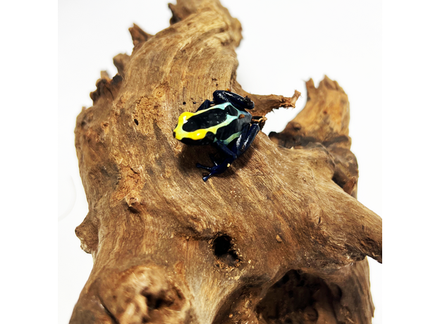 Лягушка древолаз пятнистый Robertus, М