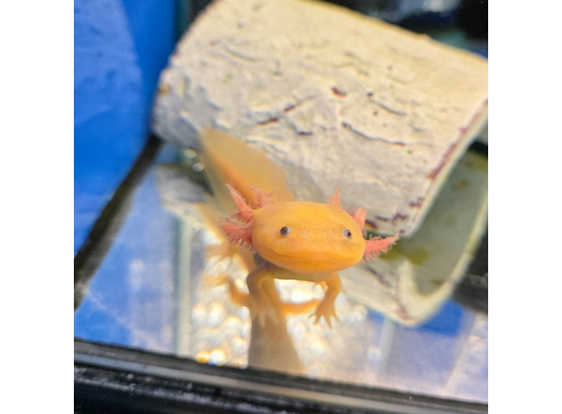 Аксолотль золотой L