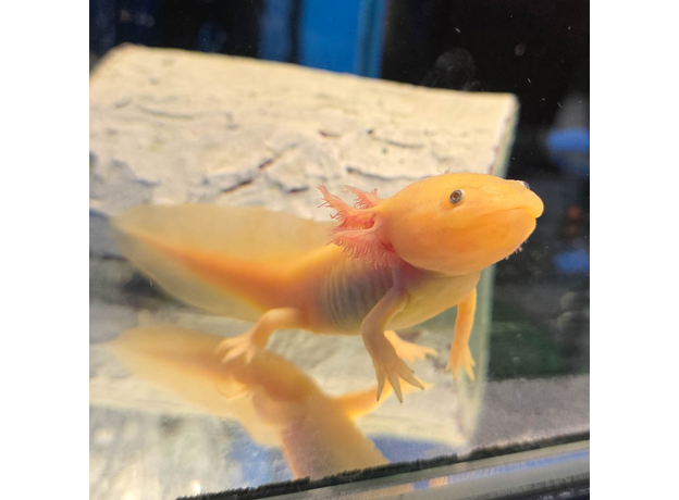 Аксолотль золотой L