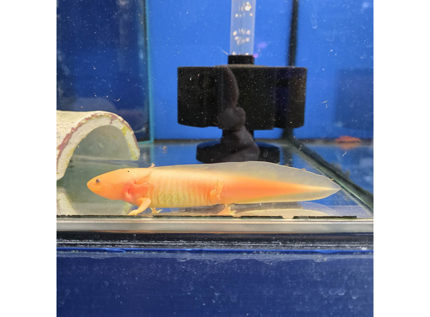 Аксолотль золотой L