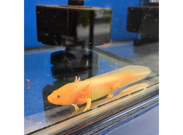 Аксолотль золотой L