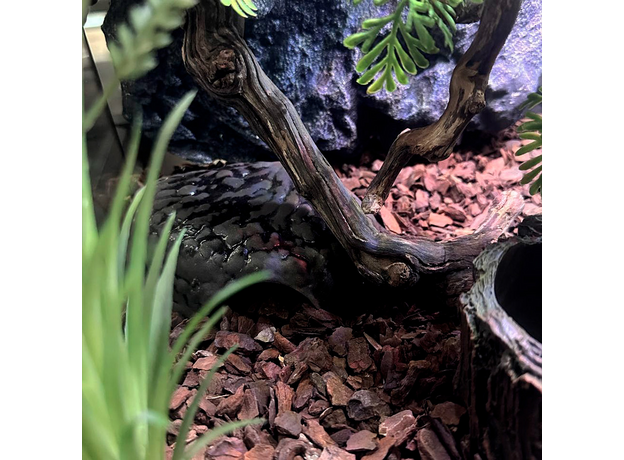 Террариумный комплект "Ветвистый утёс"