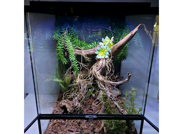 Террариумный комплект "Лесной оракул"