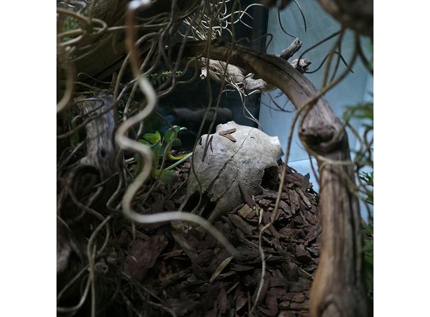 Террариумный комплект "Лесной оракул"