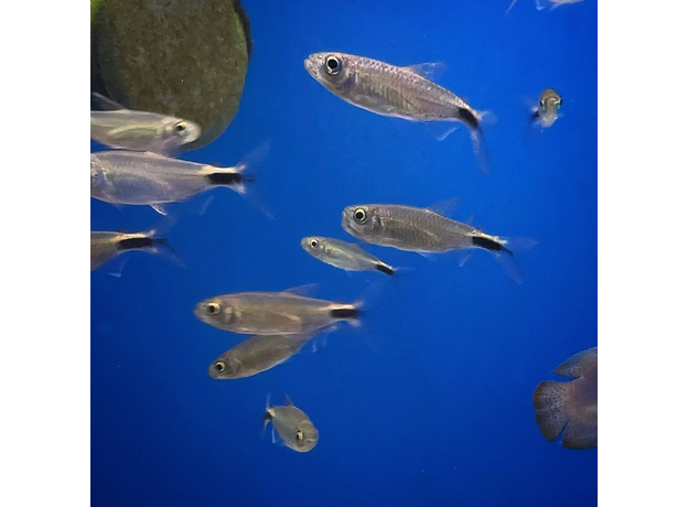 Конго бриллиантовый (Brycinus longipinnis)