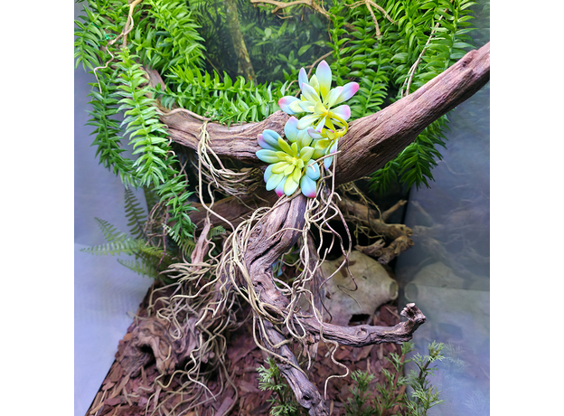 Террариумный комплект "Лесной оракул"