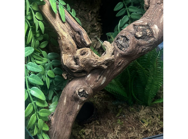 Террариумный комплект "Трутовик"