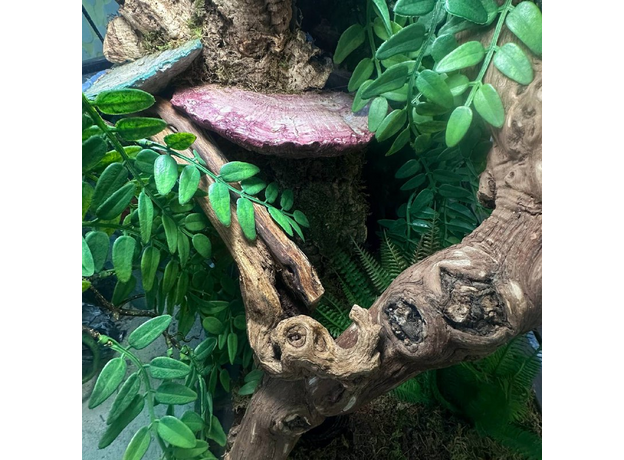 Террариумный комплект "Трутовик"