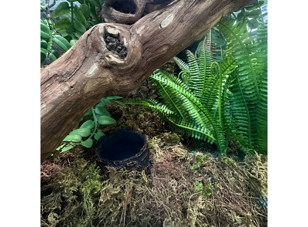 Террариумный комплект "Трутовик"