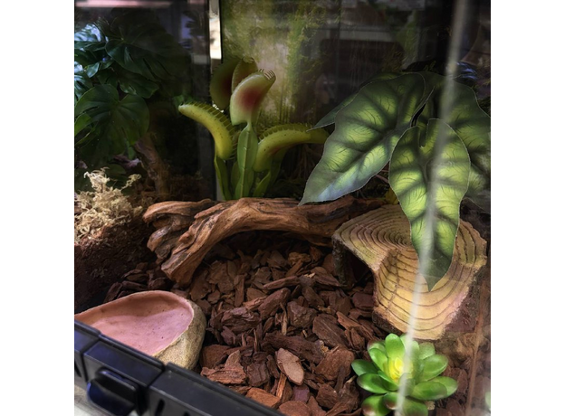 Террариумный Комплект "Ловушка Джунглей"