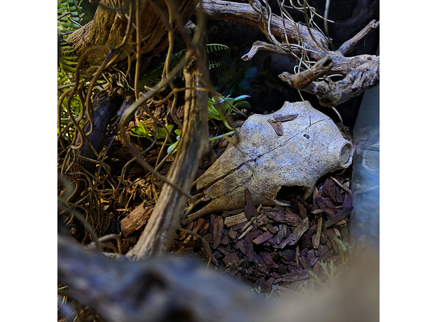 Террариумный комплект "Лесной оракул"