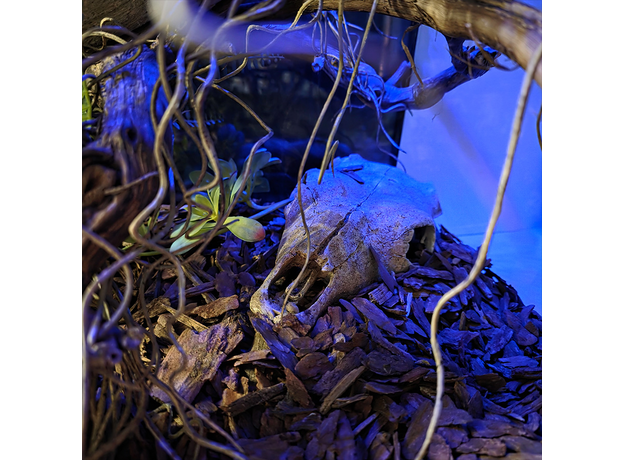 Террариумный комплект "Лесной оракул"