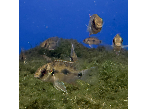 Аномалохромис Томаса (Anomalochromis thomasi)
