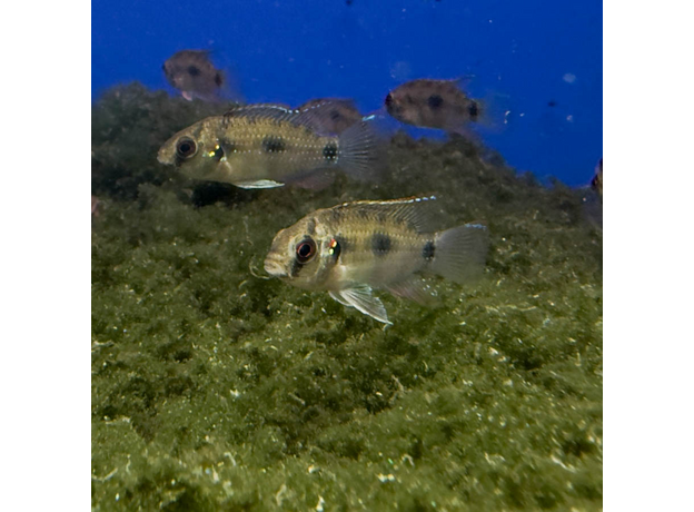 Аномалохромис Томаса (Anomalochromis thomasi)