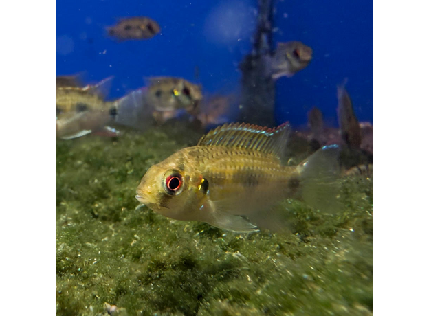 Аномалохромис Томаса (Anomalochromis thomasi)