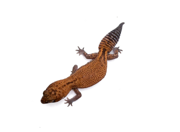 Гемитеконикс толстохвостый Patternless