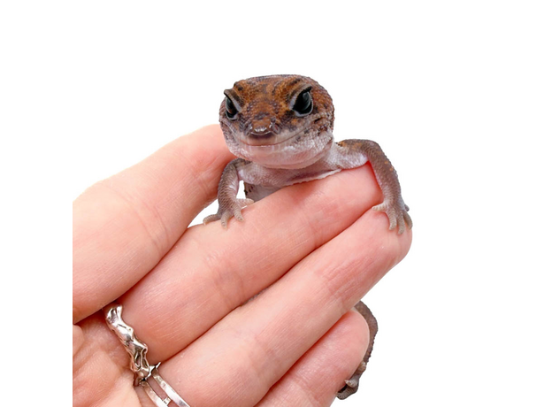 Гемитеконикс толстохвостый Patternless