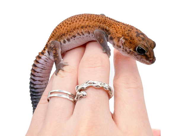 Гемитеконикс толстохвостый Patternless