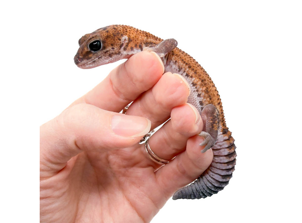 Гемитеконикс толстохвостый Patternless