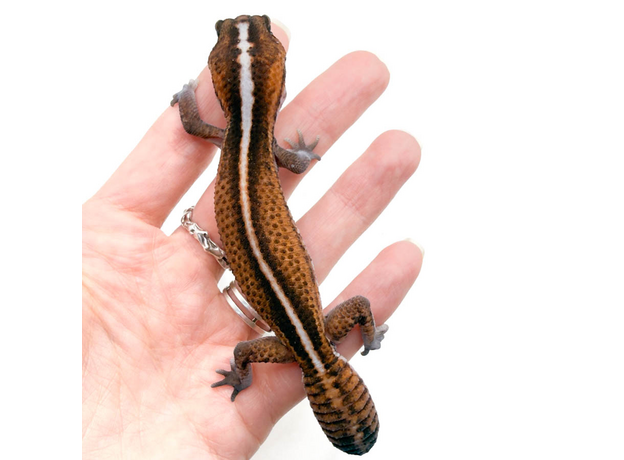 Гемитеконикс толстохвостый Patternless Stripe