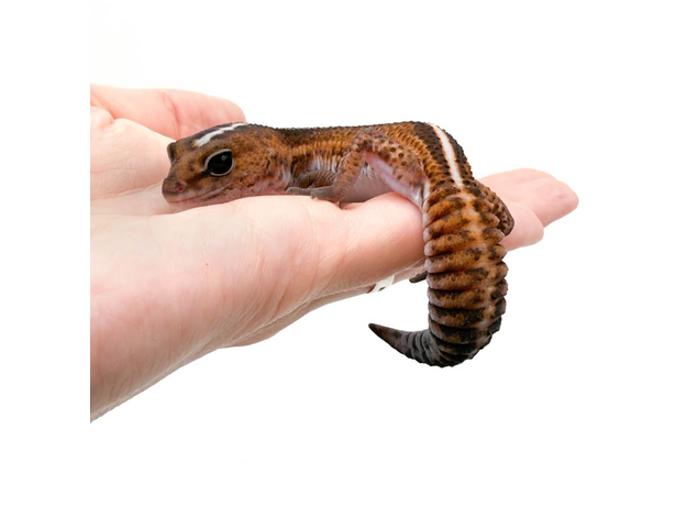 Гемитеконикс толстохвостый Patternless Stripe