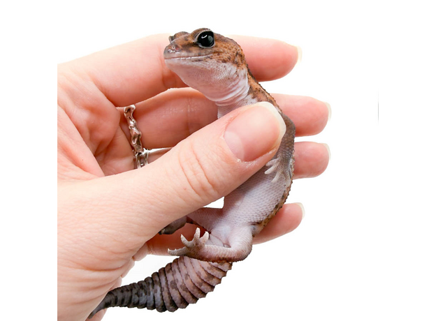 Гемитеконикс толстохвостый Patternless Stripe