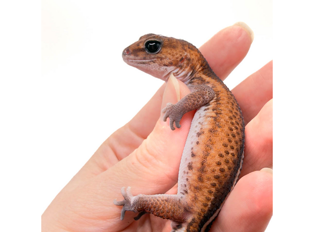 Гемитеконикс толстохвостый Patternless Stripe