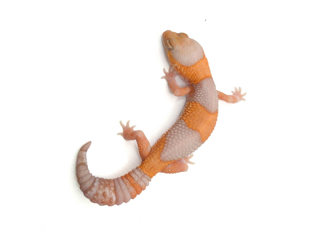 Гемитеконикс толстохвостый, Amel / caramel Stripe