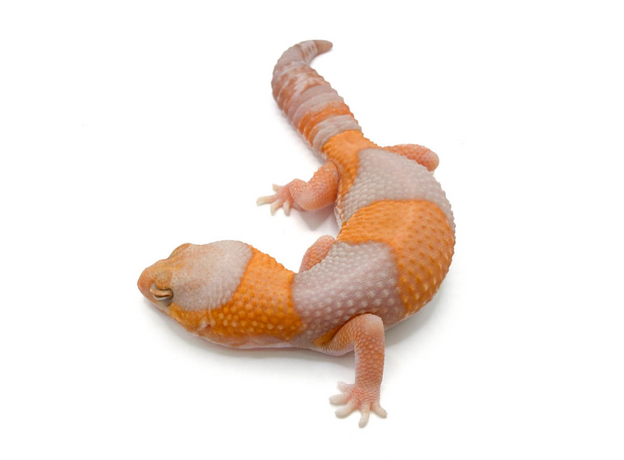 Гемитеконикс толстохвостый, Amel / caramel Stripe