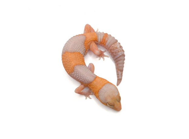 Гемитеконикс толстохвостый, Amel / caramel Stripe