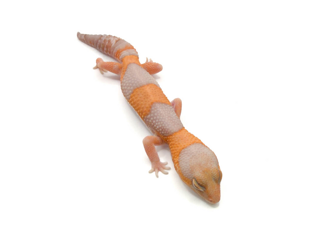 Гемитеконикс толстохвостый, Amel / caramel Stripe